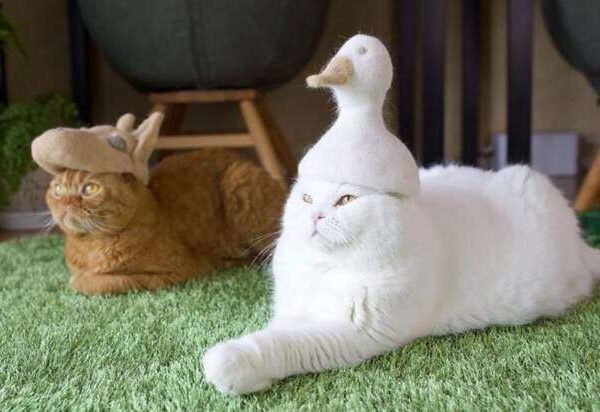 Семья из Японии начала делать шапочки своим котам