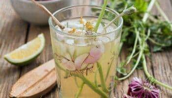 Чем полезен цикорий и как правильно его употреблять